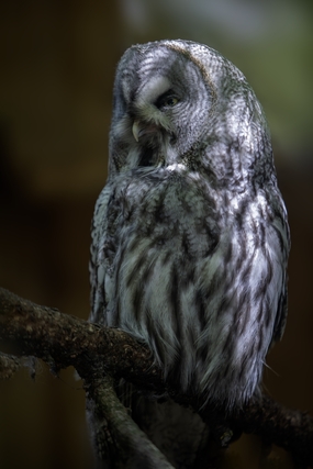 野生大灰猫头鹰摄影图片